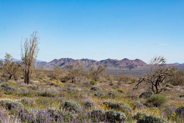 пустыня - desert flower california cactus стоковые фото и изображения