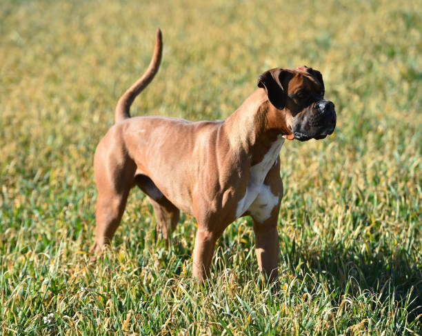 istock Boxer in the green field 1129466843