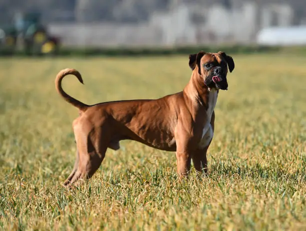Boxer in the green field