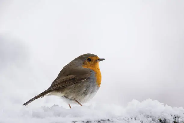 robin on a snowy day