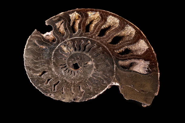 istock Macro mineral stone Ammonite shell on a black background 1129468479