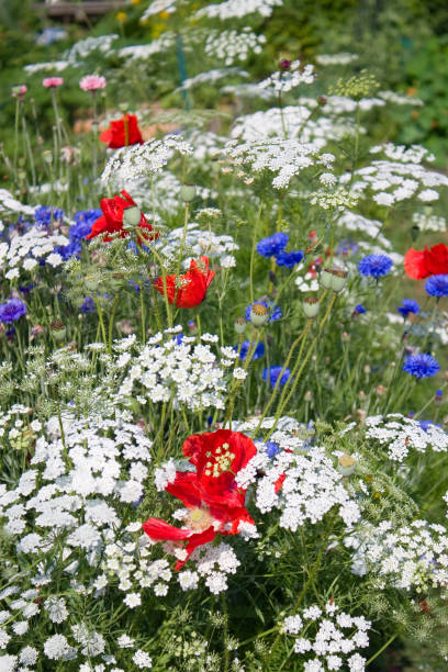 istock Patriotic Flower Garden 1129470506