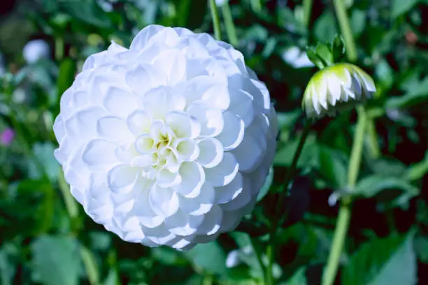 A perfect white dahlia flower in summer.