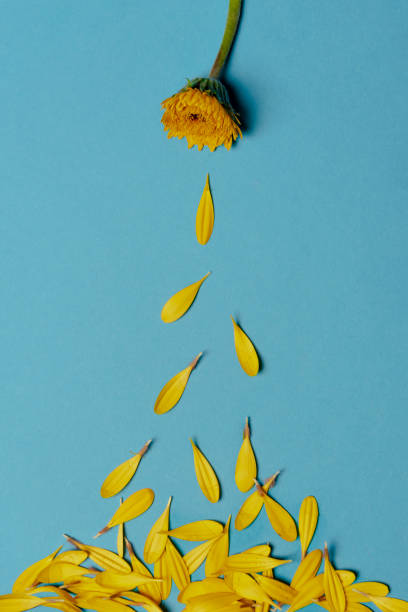 istock Single yellow flower and falling petals 1129471123