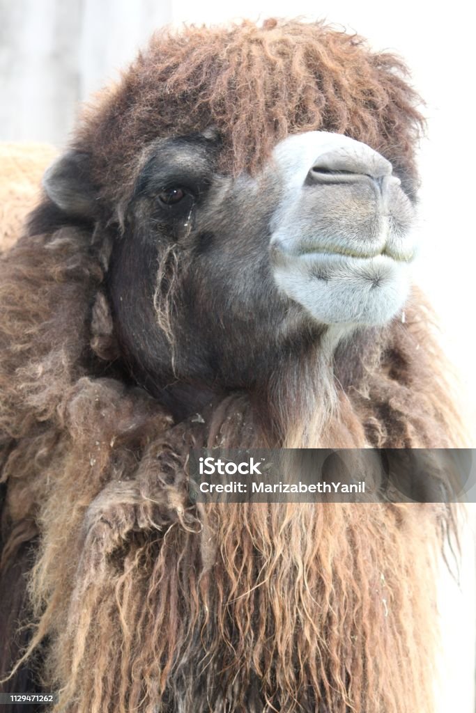 BACTRIAN CAMEL, ASIAN CAMEL, VERTICAL FOREGROUND CLOSE-UP VIEW OF A BACTRIAN CAMEL OR ALSO CALLED ASIAN CAMEL, DETAIL OF ITS WOOL, FUR, IN THE ZOO OF BUENOS AIRES Animal Stock Photo