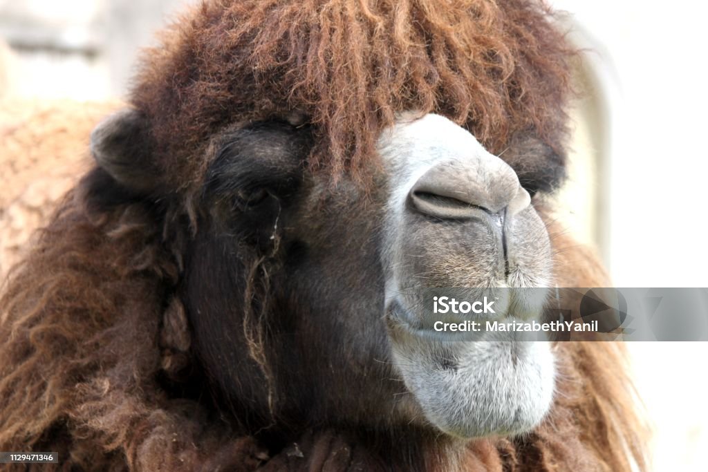 CLOSED FOREGROUND CAMEL HEAD BACTRIANO CLOSE-UP, CLOSED FOCUS OF BACTRIAN OR ASIAN CAMELO HEAD, BROWN FUR IN BUENOS AIRES ZOOLOGICO Animal Stock Photo