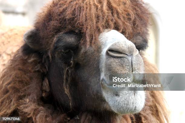 Closed Foreground Camel Head Bactriano Stock Photo - Download Image Now - Animal, Animal Body Part, Animal Head