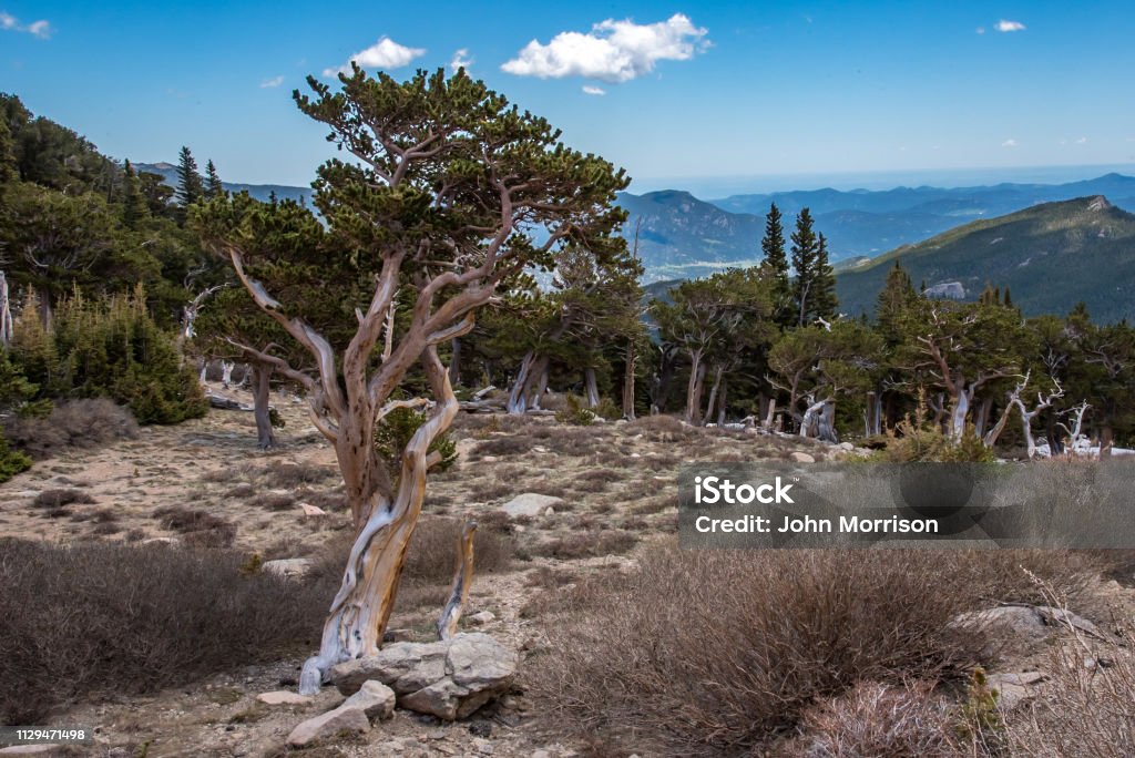 Very Tree Very Old Tree Stock Photo - Download Image Now - Chicago Peaks ...