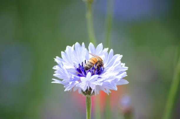 istock Bees Pollinating Blue and Purple Cornflowers (Centaurea Cyanus) 1129472217