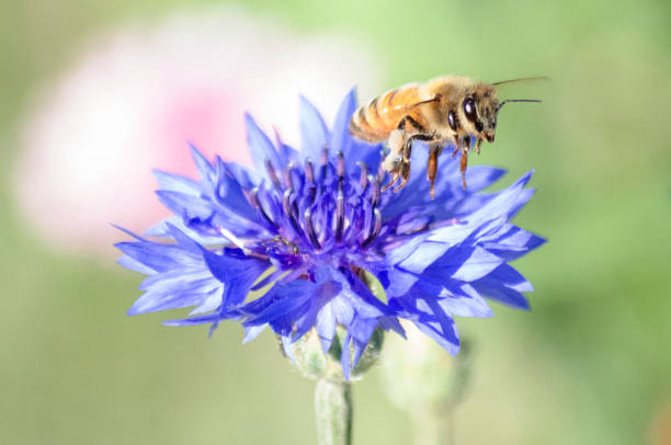 istock Bees Pollinating Blue and Purple Cornflowers (Centaurea Cyanus) 1129472232