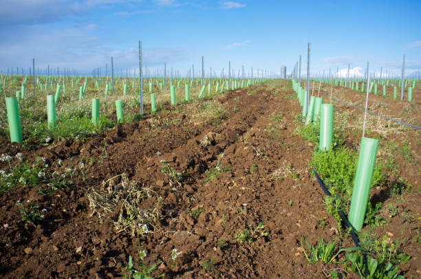 istock Rows of grapevines buds protected by tree shelter tubes and irrigated by dripping system 1129472255