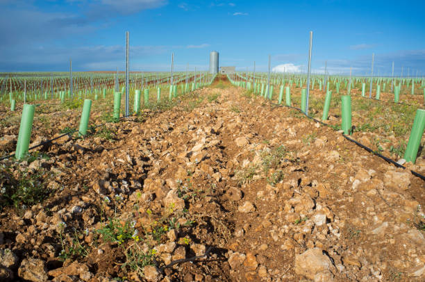 istock Rows of grapevines buds protected by tree shelter tubes and irrigated by dripping system 1129472259