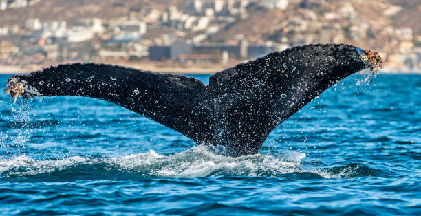 istock Tail fin of the mighty humpback whale 1129474997