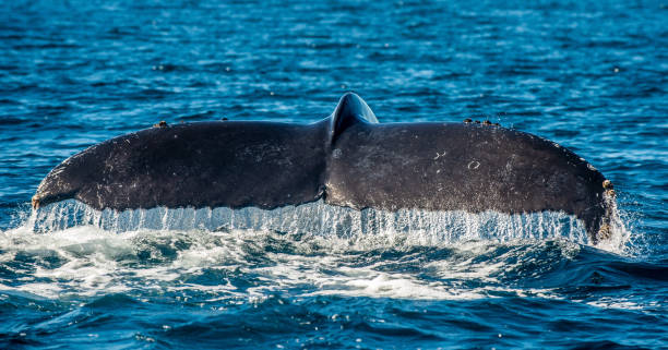 istock Tail fin of the mighty humpback whale 1129475419
