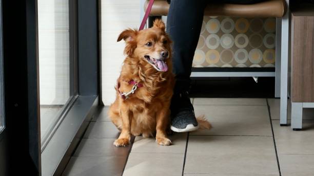 istock Dog at the veterinary clinic waiting area 1129477030