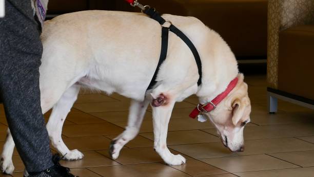 istock Dog at the veterinary clinic waiting area 1129477032