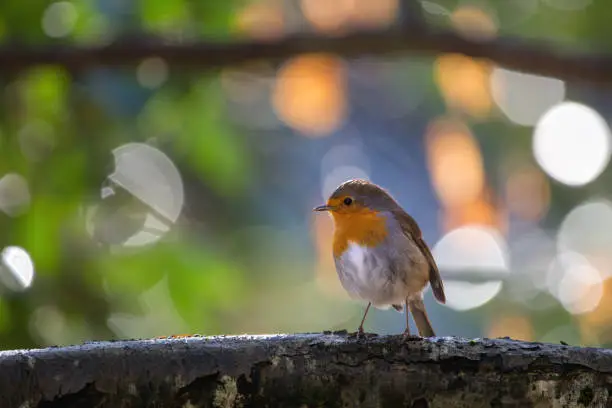 robin in winter