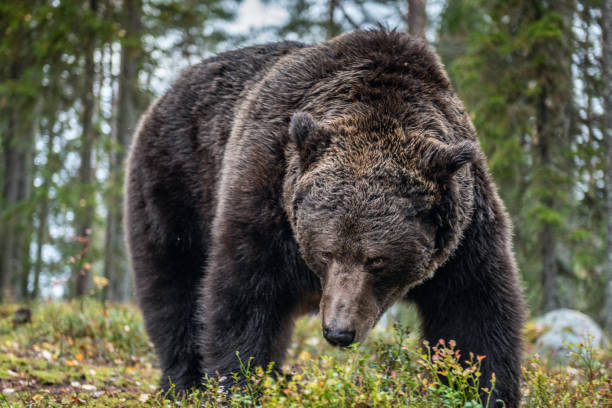 istock Brown bear in the autumn forest. 1129477219