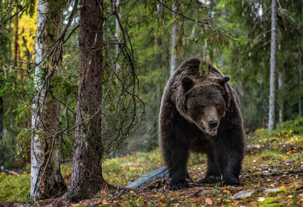 istock Brown bear in the autumn forest. 1129477350