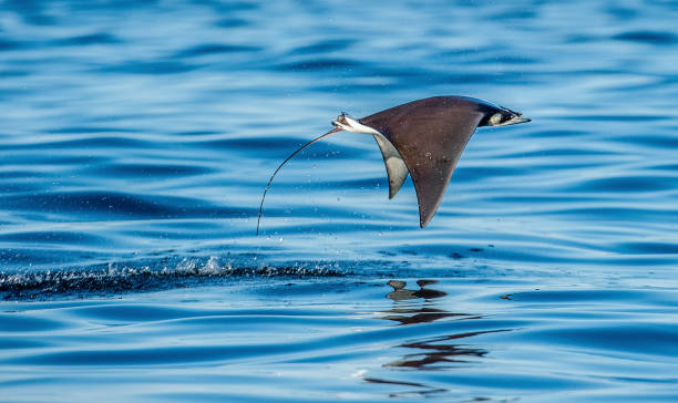 istock Mobula ray jumping out of the water. 1129478475