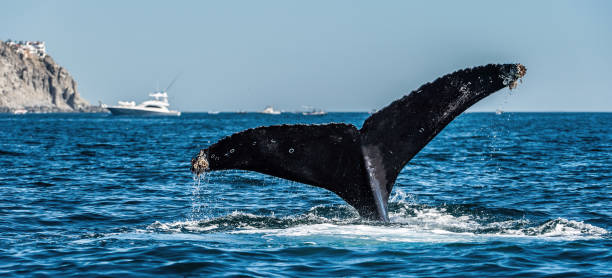 istock Tail fin of the mighty humpback whale 1129479001