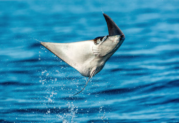 istock Mobula ray jumping out of the water. 1129479219