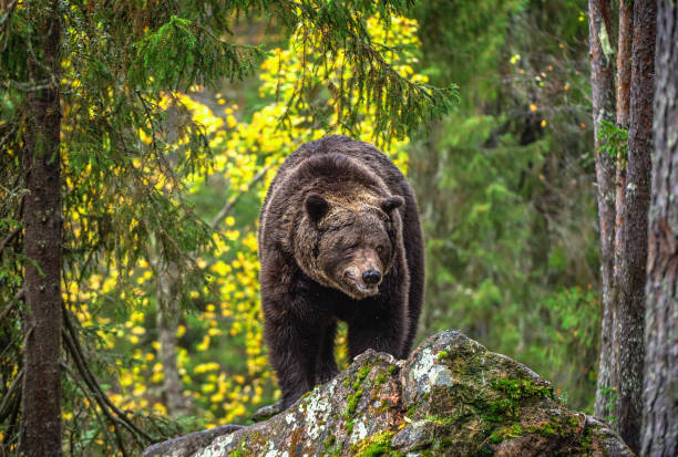 istock Brown bear in the autumn forest. 1129480294
