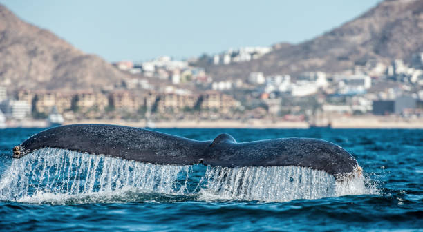 istock Tail fin of the mighty humpback whale 1129481405