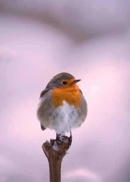 robin in winter