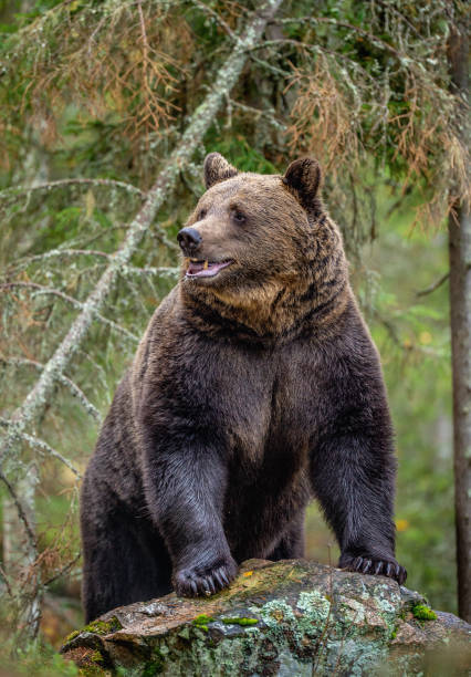 istock Brown bear in the autumn forest. 1129481626