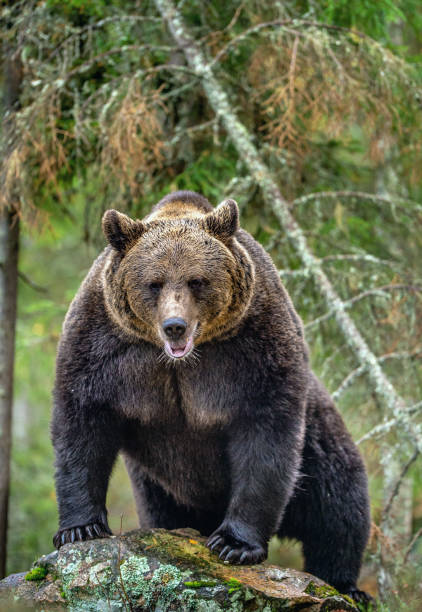istock Brown bear in the autumn forest. 1129482337