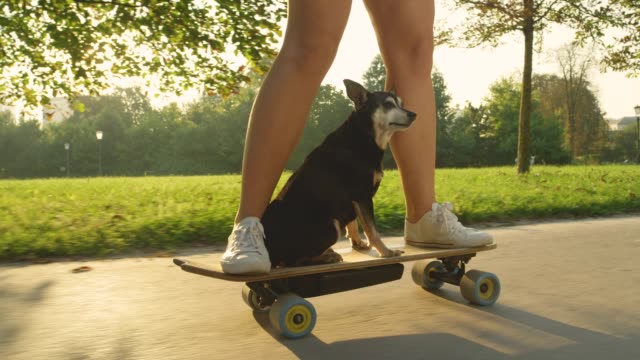 SLOW MOTION: Cute puppy calmly cruising on the longboard with cool skateboarder.