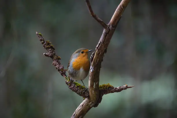 robin in winter