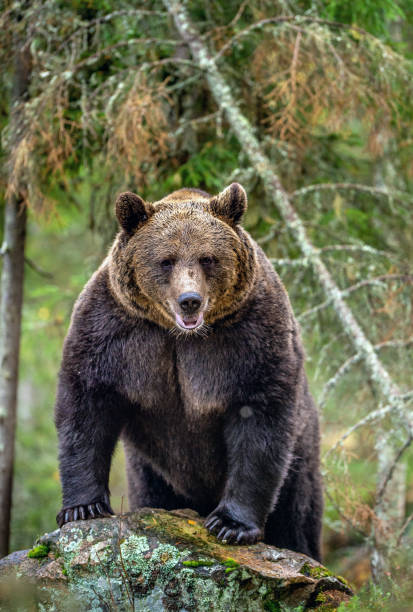 istock Brown bear in the autumn forest. 1129482614
