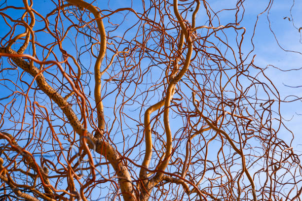 istock Salix matsudana 