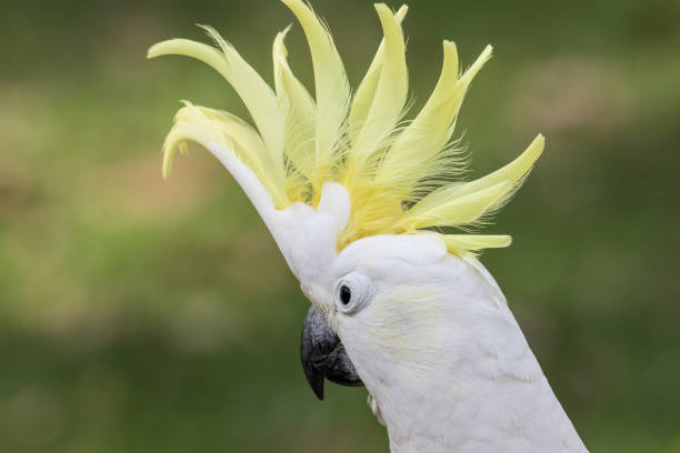 istock Sulphur-crested Cockatoo 1129483406