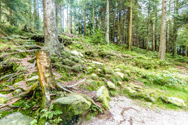 istock Old tree stump and mossy green rocks in a forest 1129483631