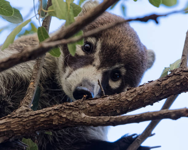 istock A curious coatimundi spies through the trees 1129483696