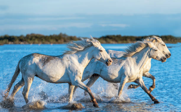 istock White Camargue Horses galloping on the water. 1129483699