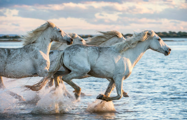 weißen camargue-pferde im galopp auf dem wasser. - wild stock-fotos und bilder