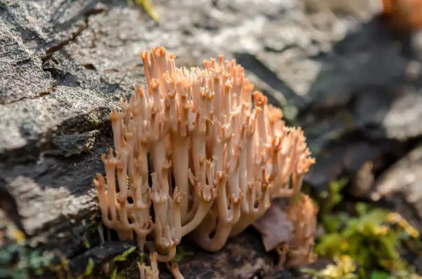 Artomyces pyxidatus fungus (also called crown coral or crown-tipped coral fungus) on a log in the forest. Ukraine. Shallow depth of field, close-up.