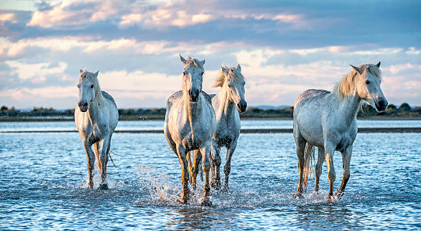 istock White Camargue Horses galloping on the water. 1129484491