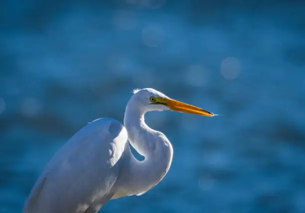 A great egret glistens in the sun.