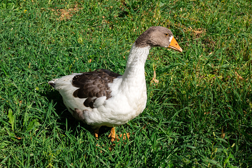 One goose on green grass in a sunny day.