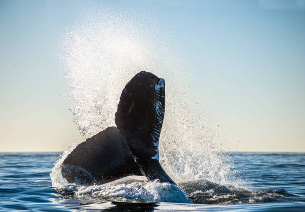istock Tail fin of the mighty humpback whale 1129486813