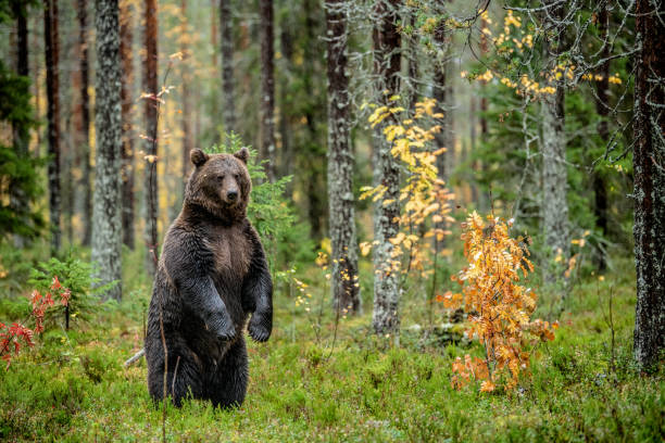 istock Brown bear in the autumn forest. 1129488045