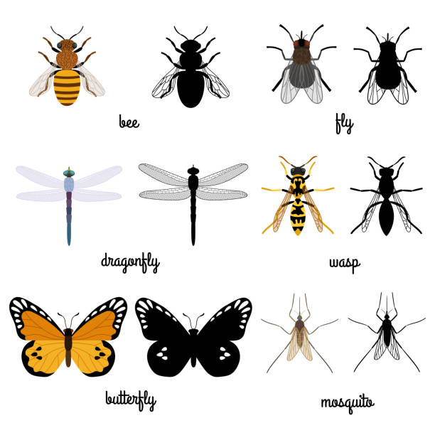 illustrazioni stock, clip art, cartoni animati e icone di tendenza di silhouette colorate e nere insetti volanti isolati su sfondo bianco - mosca insetto