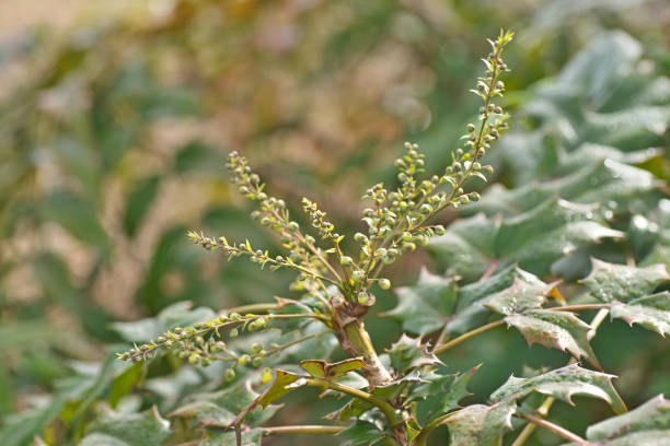 istock Mahonia japonica 1129488246