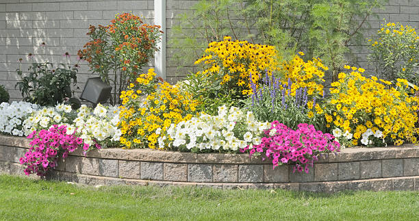 cuadro floral - daisy multi colored flower bed flower fotografías e imágenes de stock