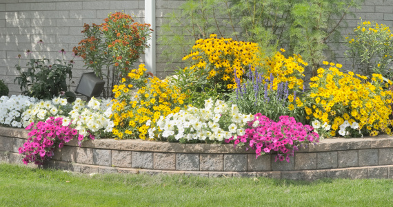 In the picture, dark yellow and  zinnias are blooming in a flower bed. The colors are very beautiful. The petals are hard and stacked in many layers, making the flowers bloom for many days.